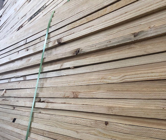 温泉巴西松